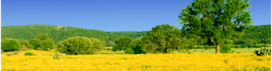 Texas Hill Country meadow with wildflowers and live oaks